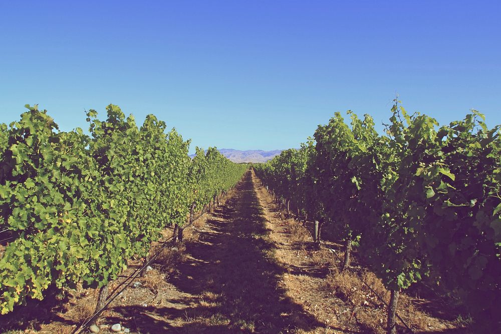 Grape vineyard. Free public domain CC0 photo.