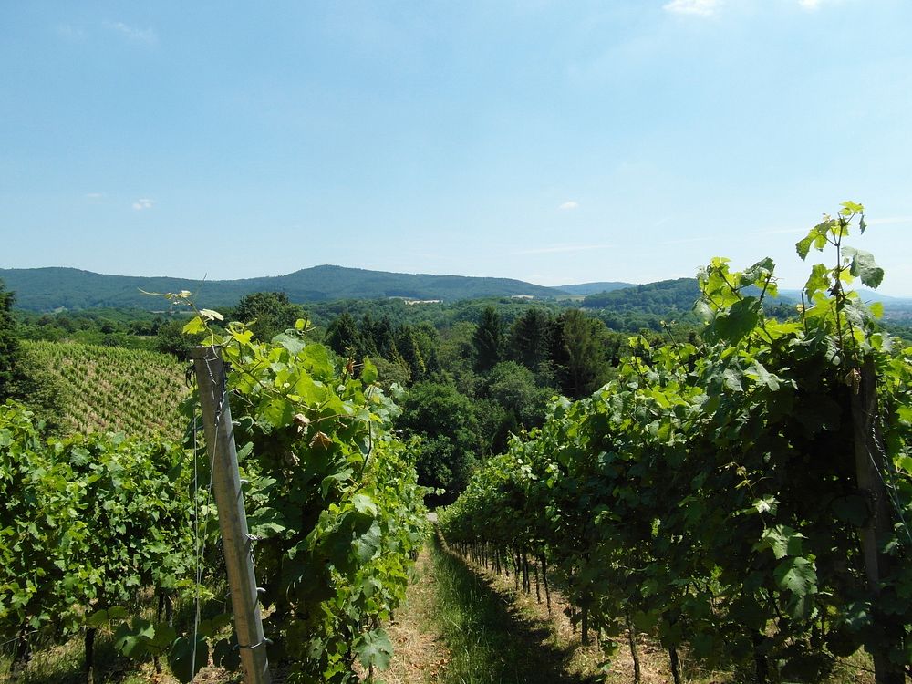 Grape vineyard landscape scenery. Free public domain CC0 photo.