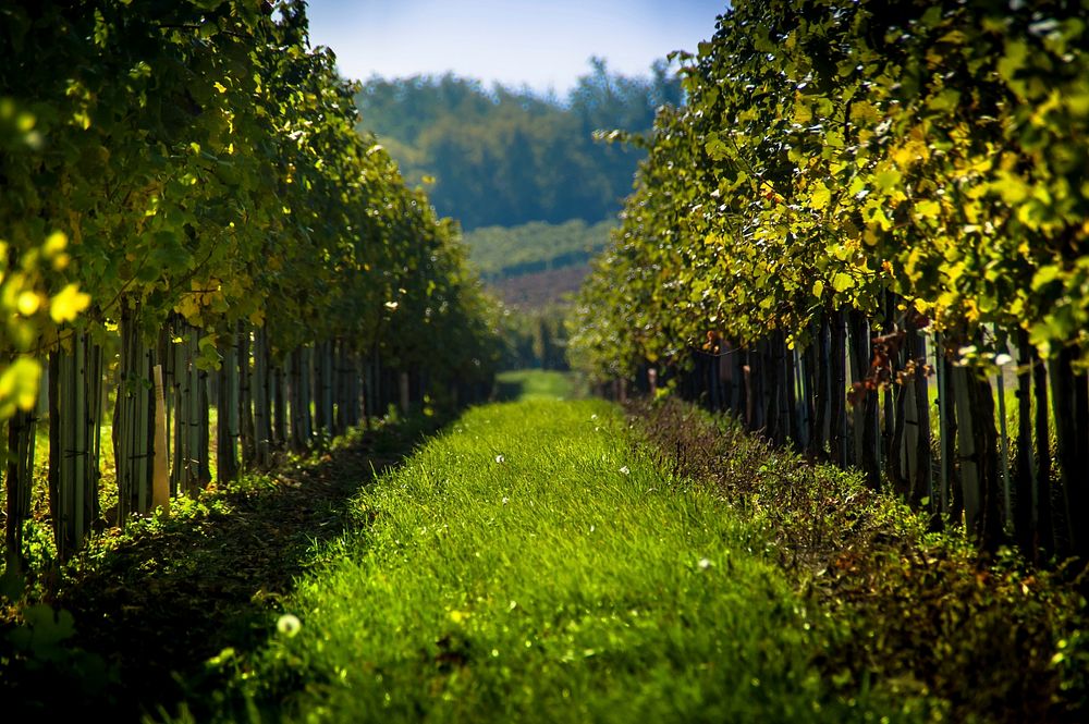 Grape vineyard landscape scenery. Free public domain CC0 photo.