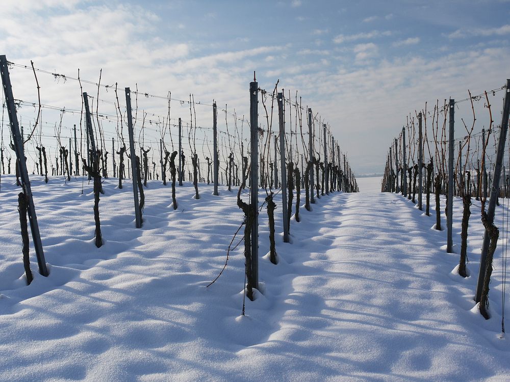 Snow covered grape vines during winter. Free public domain CC0 image. 