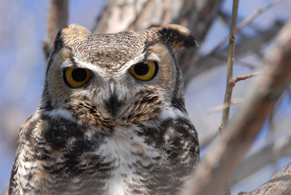 Great horned owl close up. Free public domain CC0 photo.