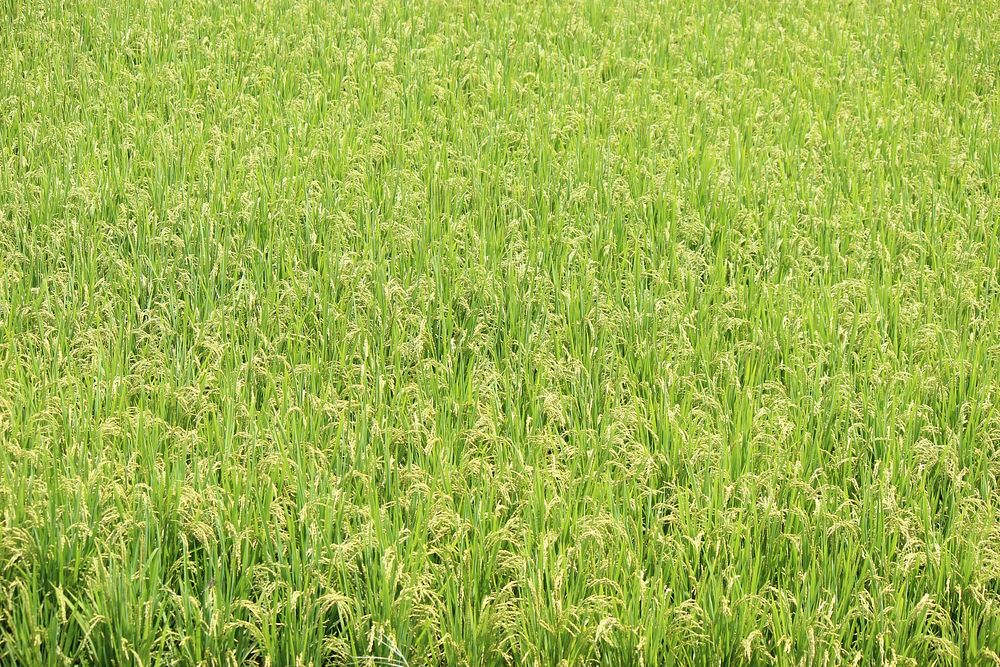 Green grass field. Free public domain CC0 photo.