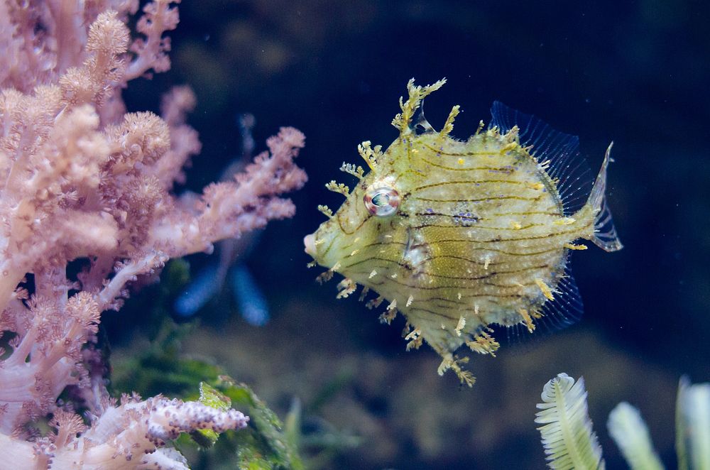 Yellow filefish close up. Free public domain CC0 photo.