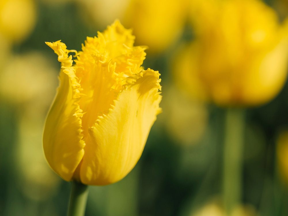 Yellow tulip. Free public domain CC0 image.