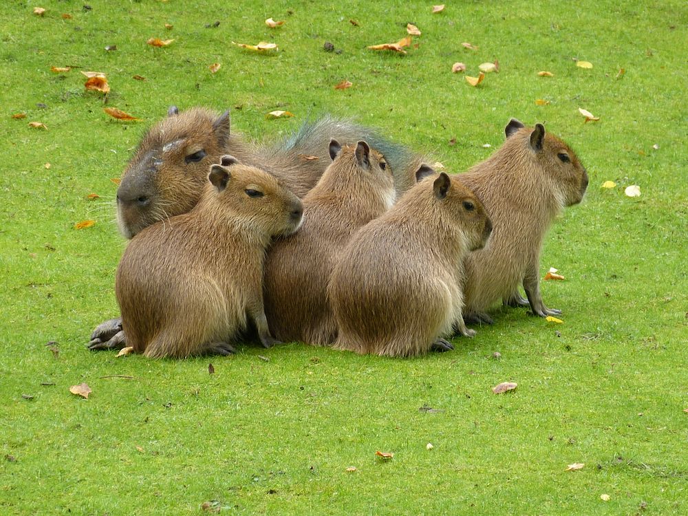 Cute capybara animal. Free public domain CC0 photo.