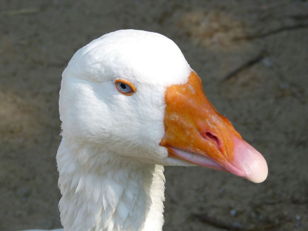 White domestic goose close up. Free public domain CC0 image.