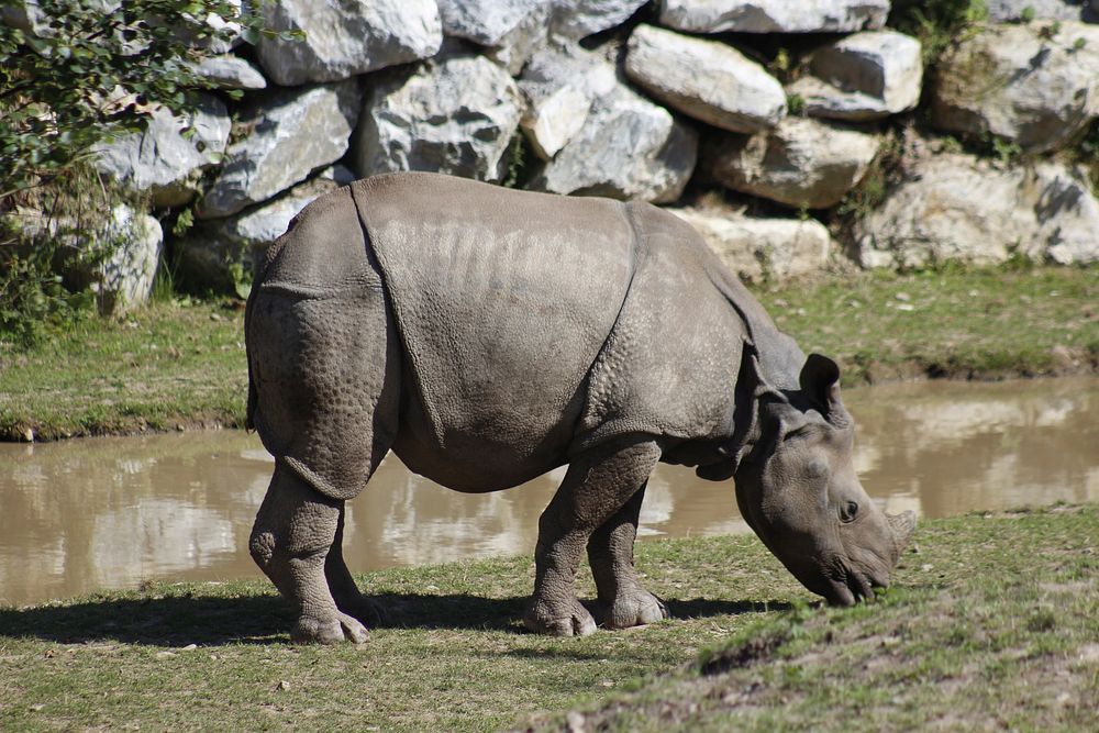 Rhino eating grass. Free public domain CC0 photo.