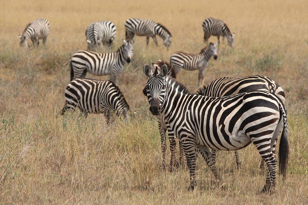 Zebra in the wild image. Free public domain CC0 photo.