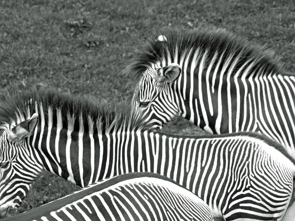 Zebra, animal photography. Free public domain CC0 image.