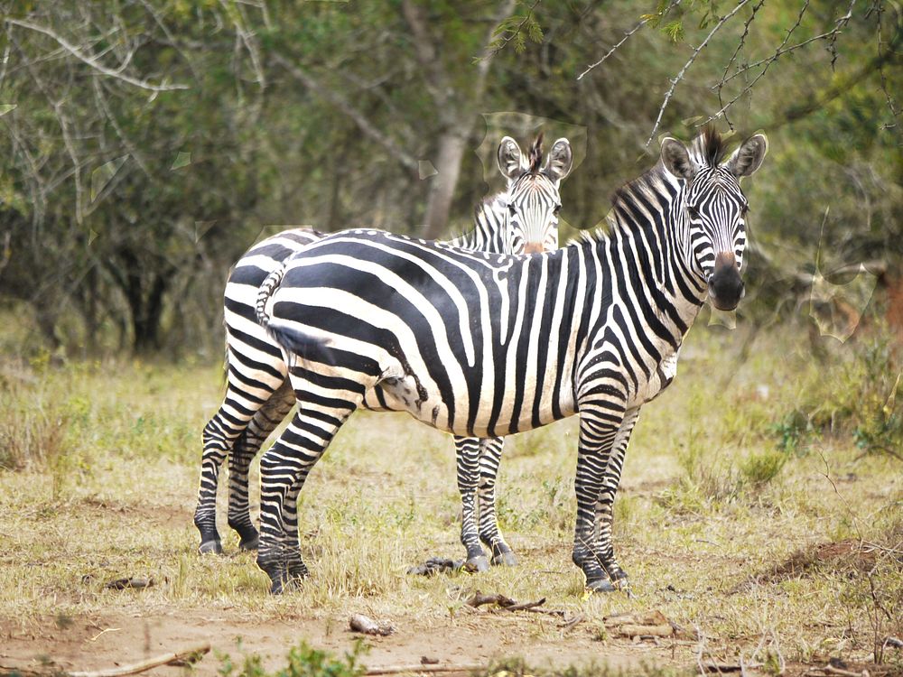 Zebra in Savanna. Free public domain CC0 photo.