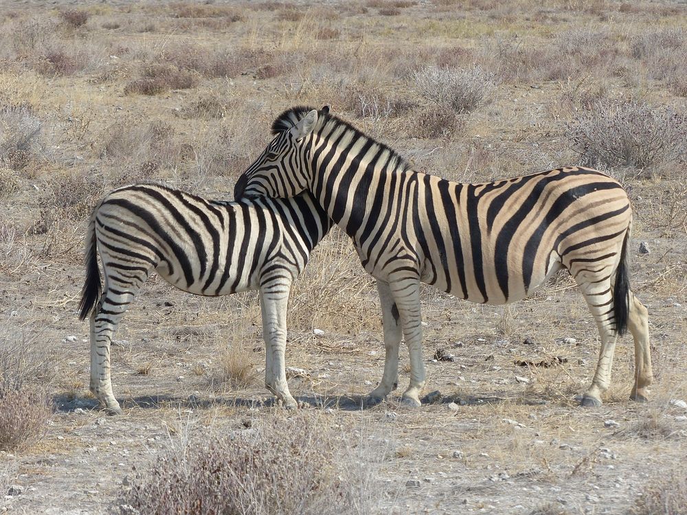 Zebra in Savanna. Free public domain CC0 photo.