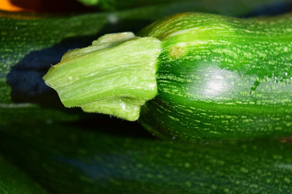 Cucumber fruit & vegetables. Free public domain CC0 photo