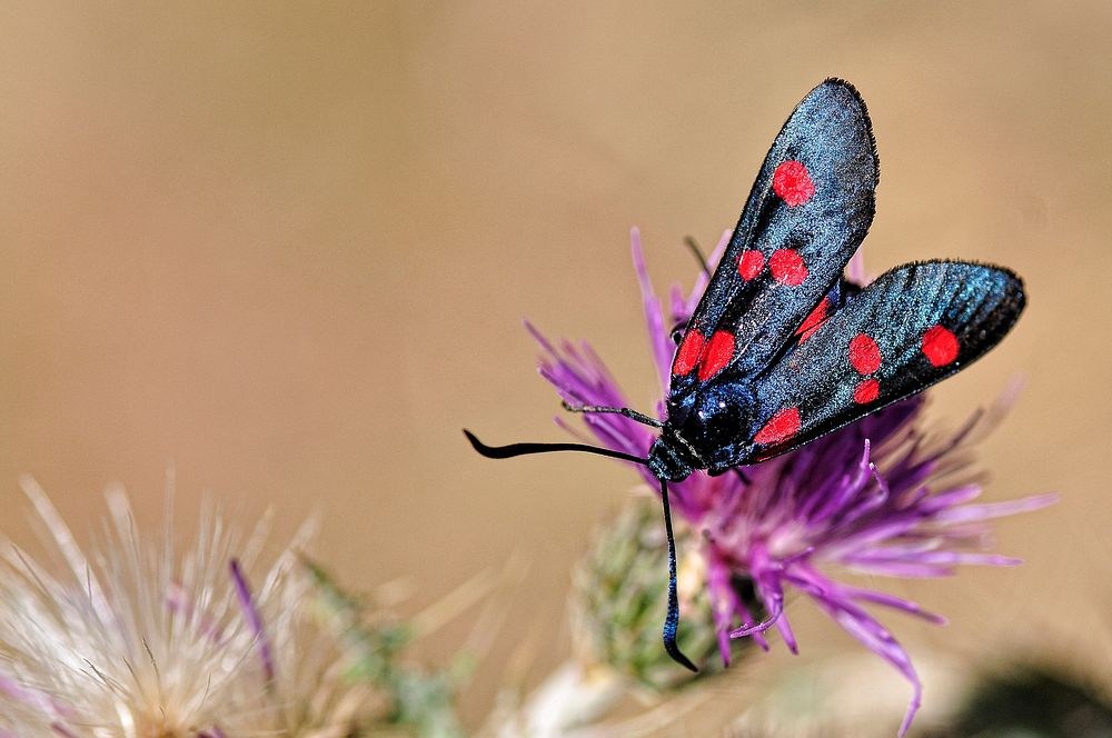 Butterfly on flower. Free public domain CC0 photo.