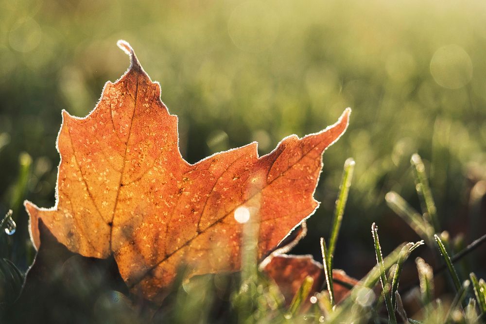 Free leaf in autumn in grass photo, public domain nature CC0 image.