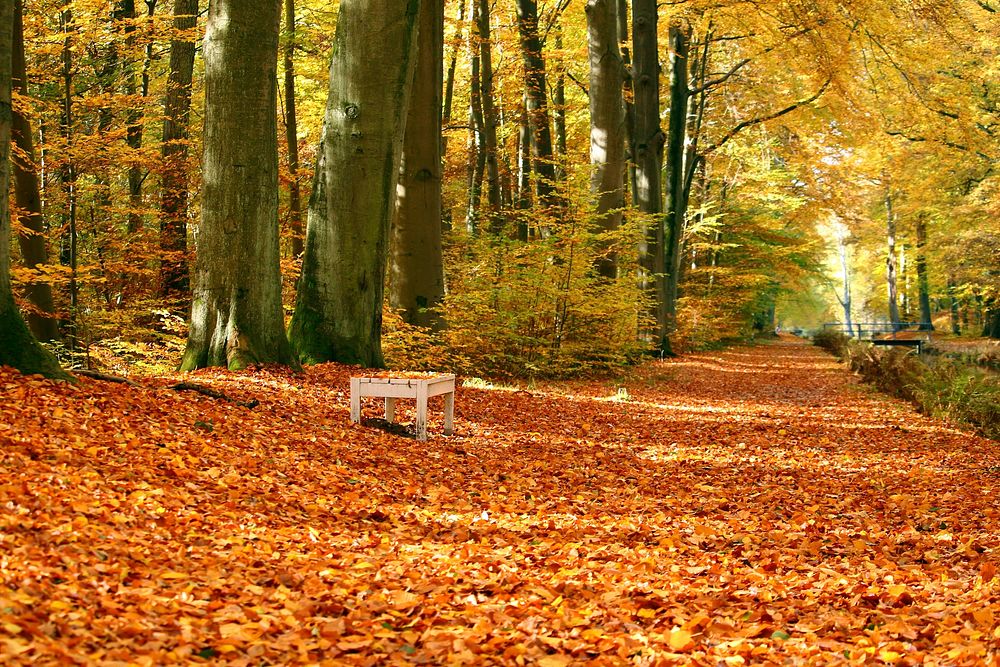 Free forest full of fall leaves photo, public domain nature CC0 image.