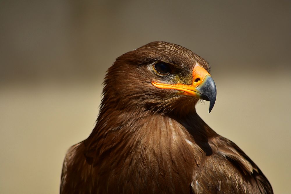 Free close up brown eagle's head image, public domain animal CC0 photo.