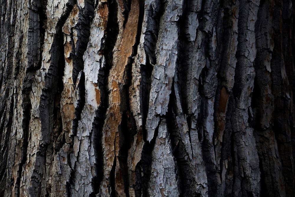 Free tree trunk closeup image, public domain nature CC0 photo.