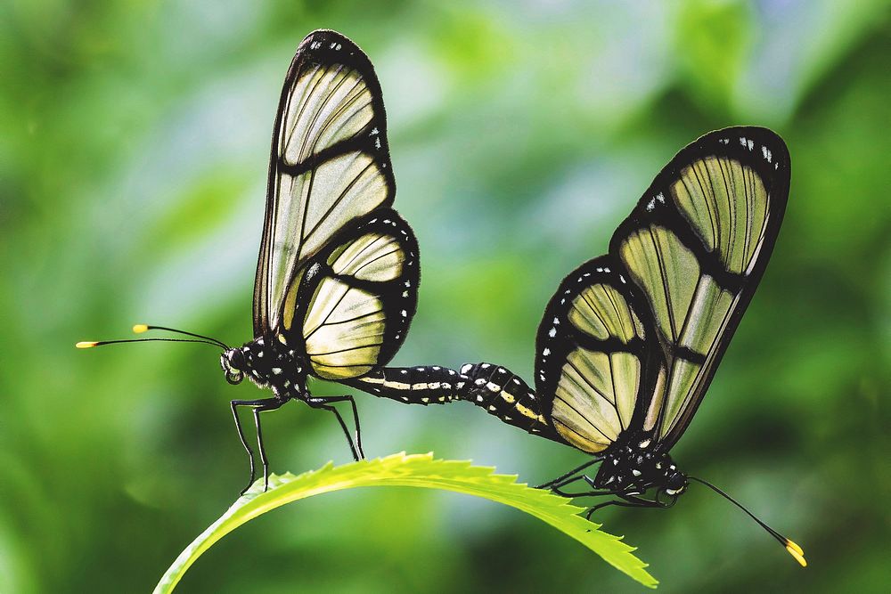 Free butterflies image, public domain animal CC0 photo.