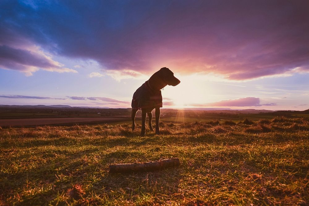 Free dog at sunset image, public domain animal CC0 photo.