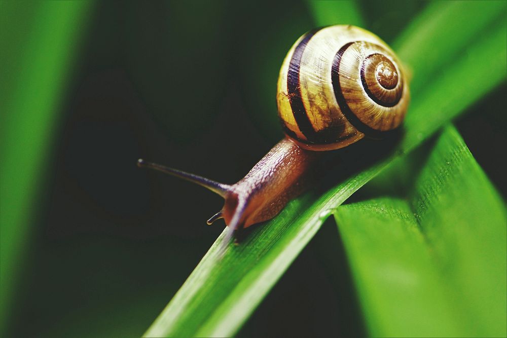 Free snail on leaf image, public domain animal CC0 photo.
