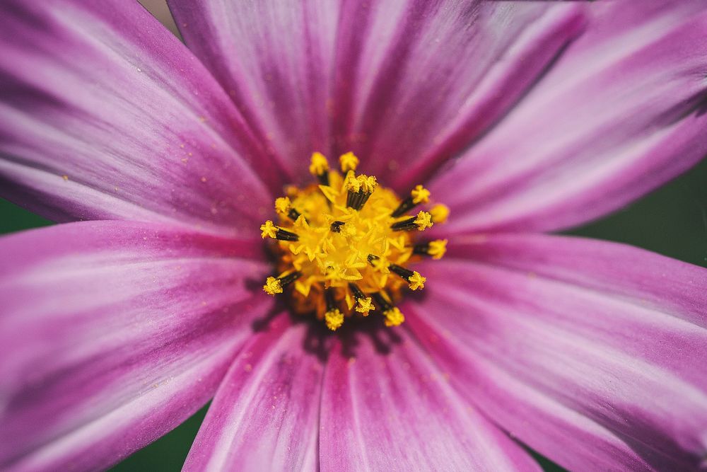 Free pink cosmos image, public domain flower CC0 photo.