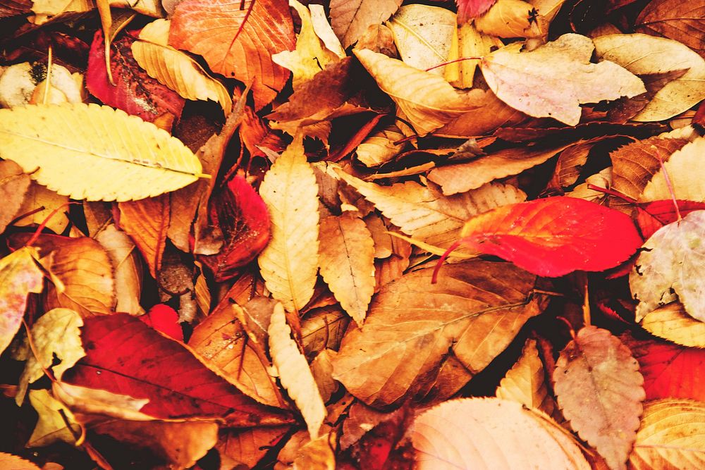 Free ground full of fall leaves photo, public domain nature CC0 image.