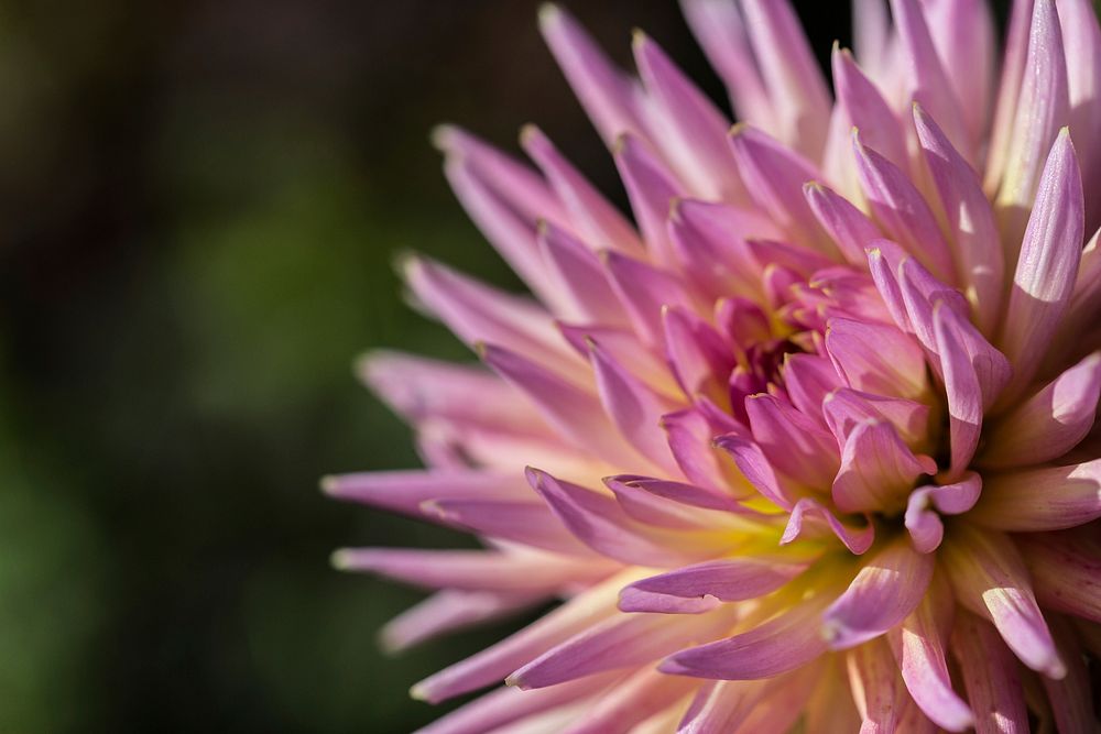 Free pink dahlia background image, public domain flower CC0 photo.