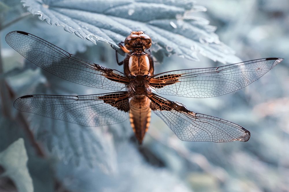 Free dragonfly macro image, public domain wildlife CC0 photo.