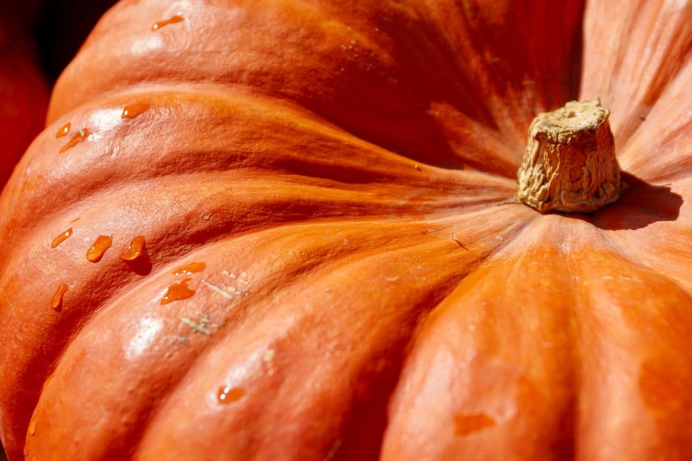 Free pumpkin image, public domain food CC0 photo.