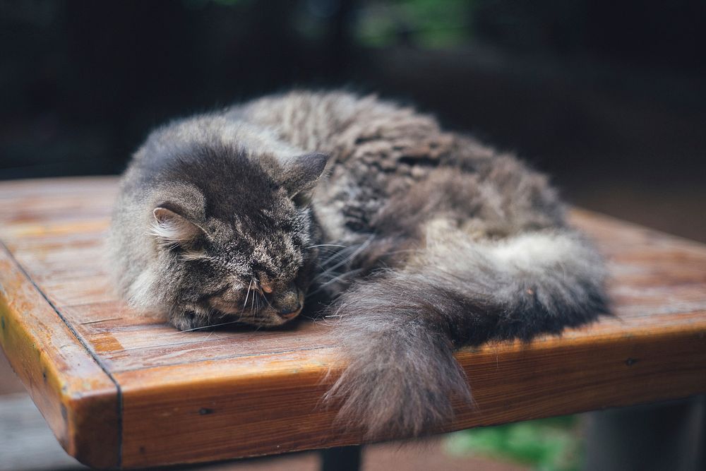 Free persian kitten asleep image, public domain CC0 photo.