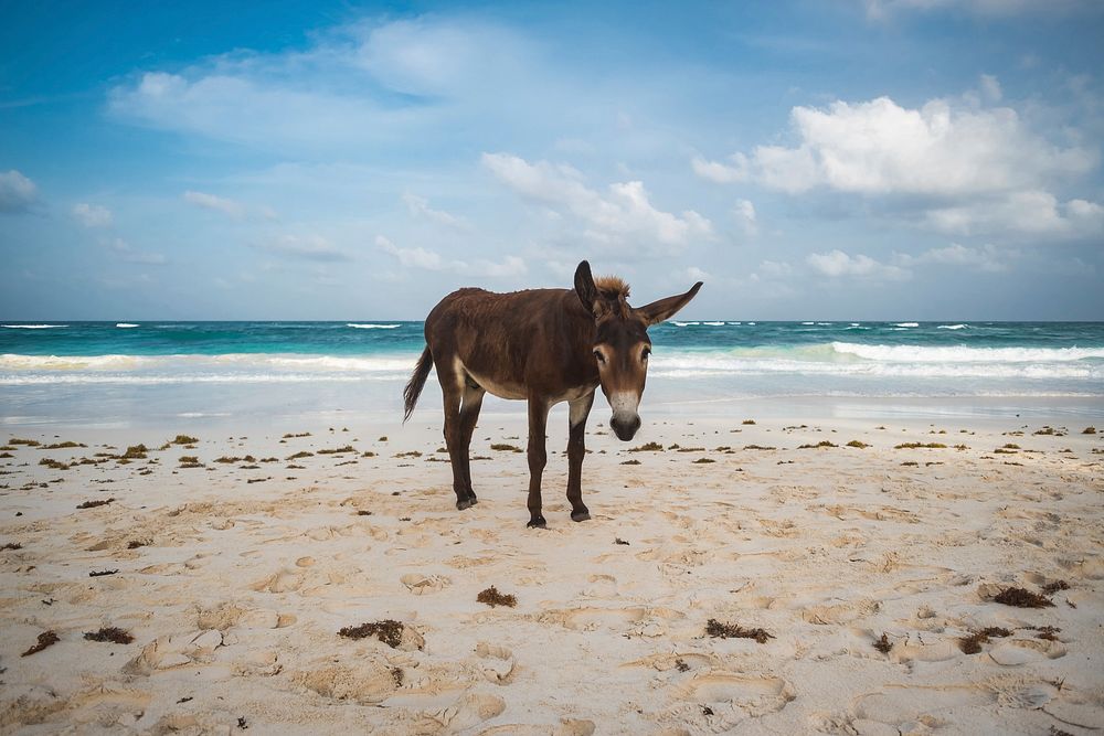 Free donkey on beach photo, public domain animal CC0 image.
