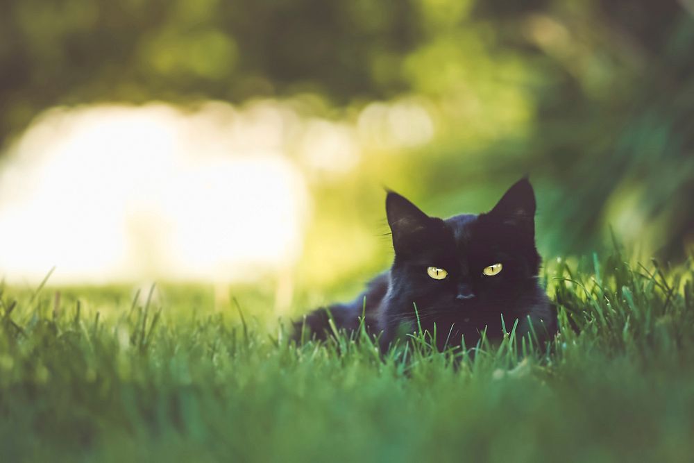 Free black bombay cat image, public domain CC0 photo.