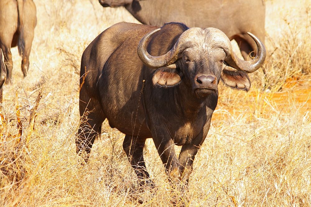 Free African buffalo image, public domain animal CC0 photo.