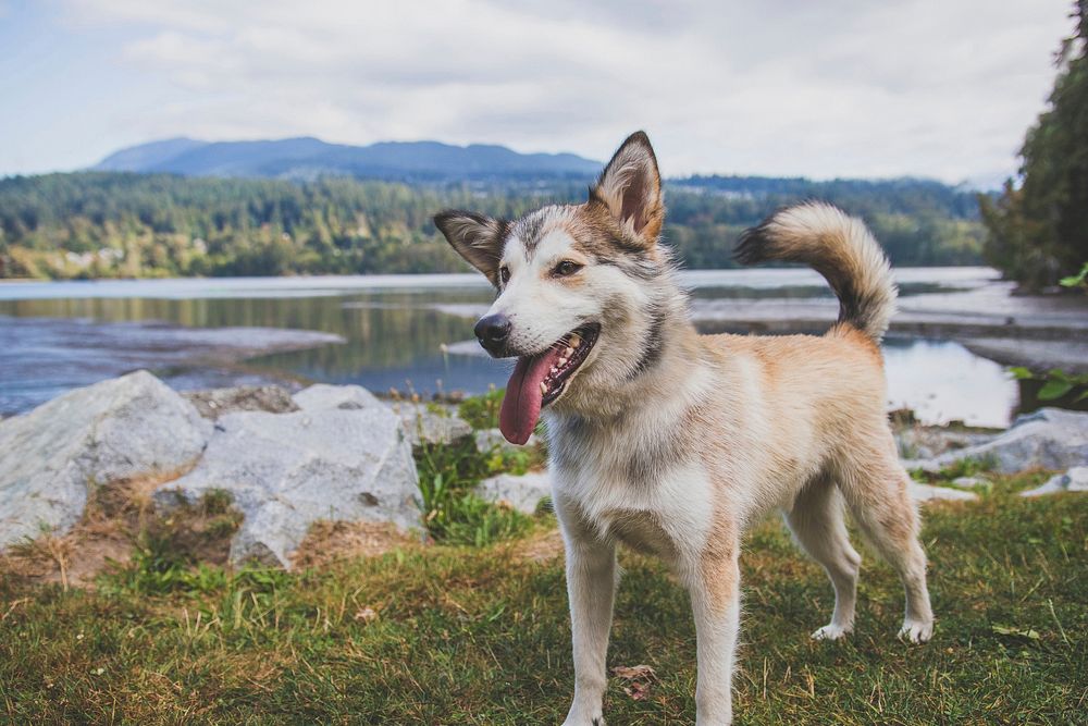 Free standing dog with scenic view image, public domain animal CC0 photo.