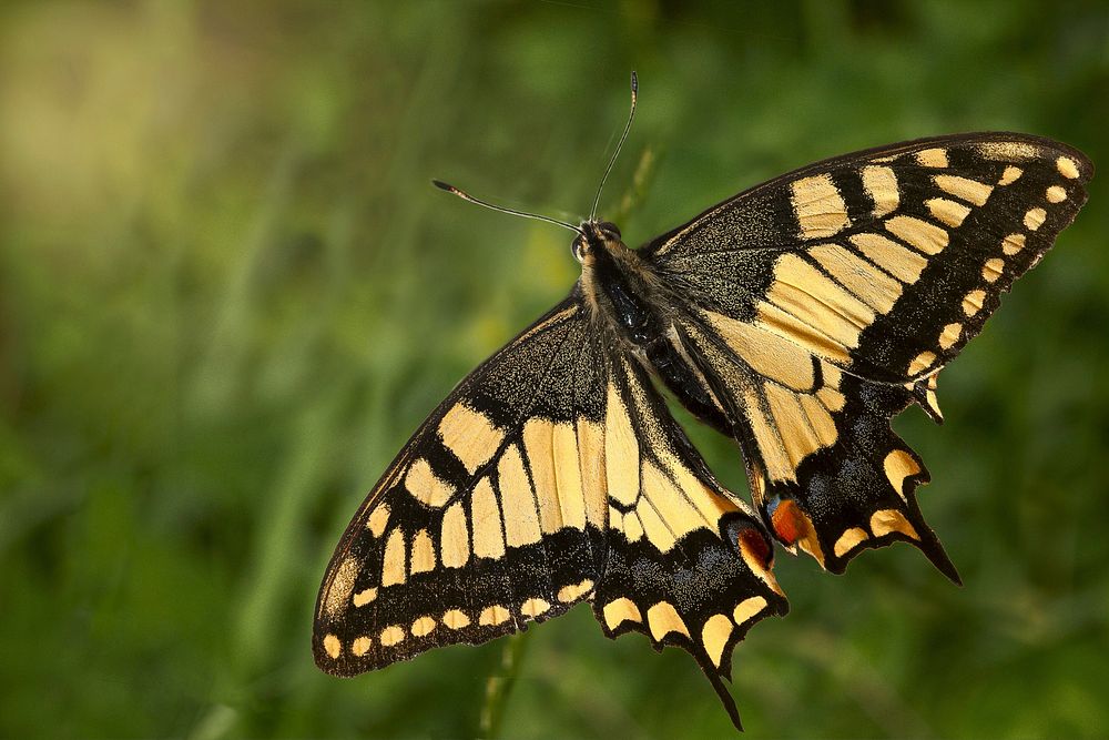 Free butterfly image, public domain animal CC0 photo.