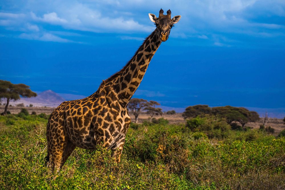 Free giraffe in the wild image, public domain CC0 photo.