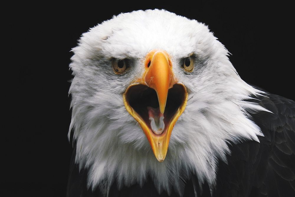 Free close face bald eagle | Free Photo - rawpixel