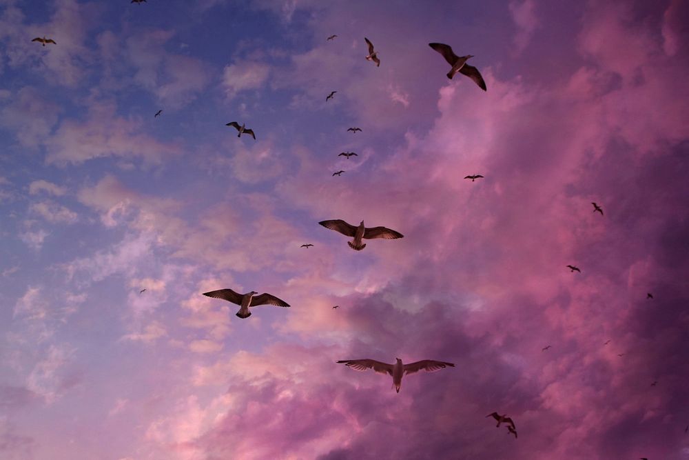 Free seagulls in purple sky image, public domain animal CC0 image.