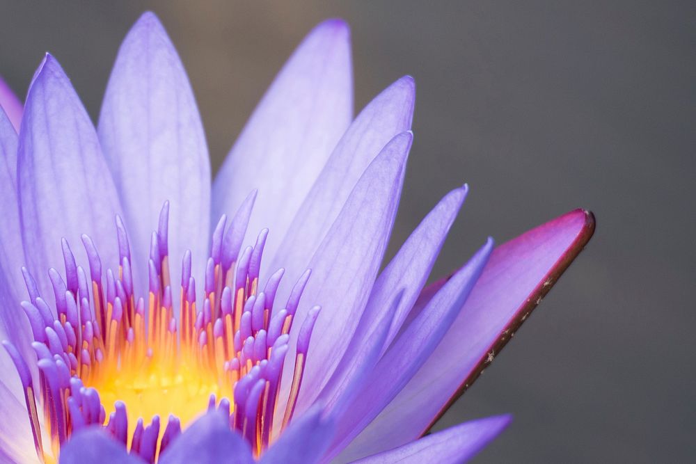 Free purple water lily image, public domain flower CC0 photo.