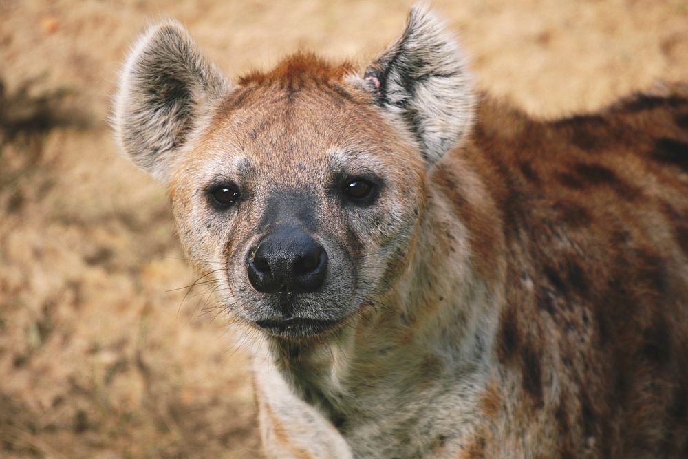 Free spotted hyena image, public domain animal CC0 photo.