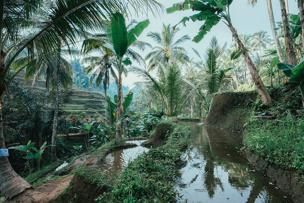 Free rice paddy in Bali photo, public domain agriculture CC0 image.