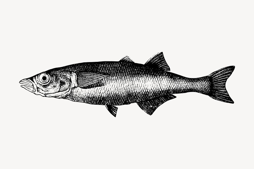 Fish clipart, vintage sea life illustration vector. Free public domain CC0 image.