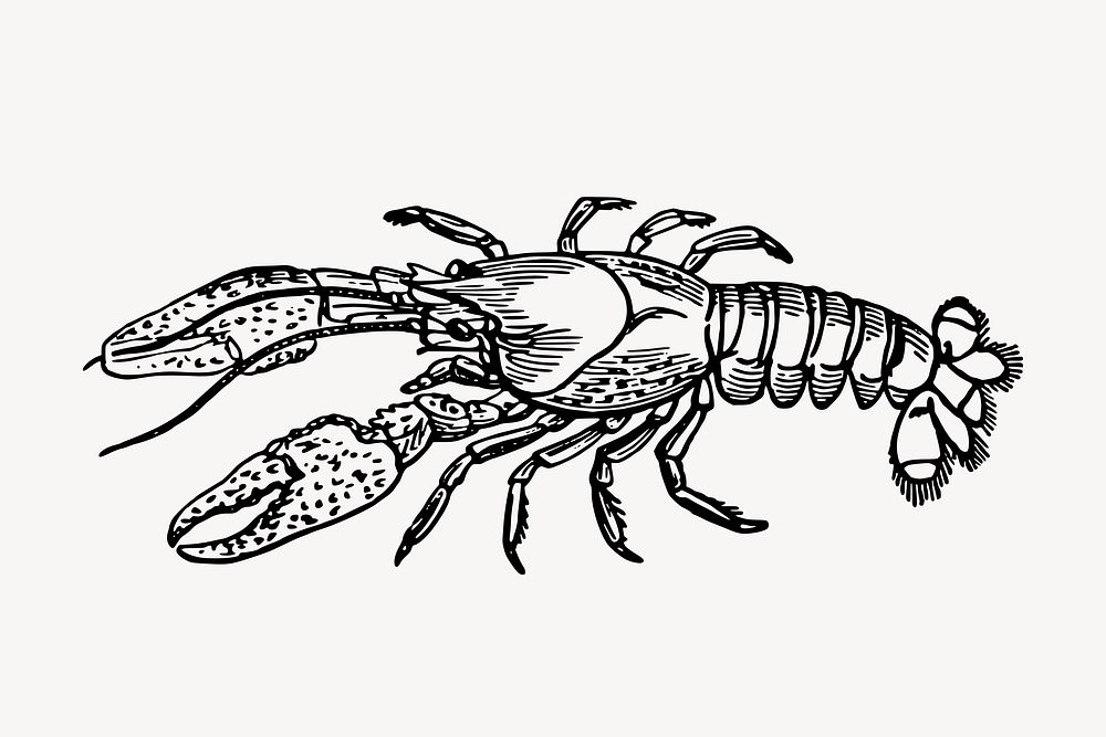 Lobster clipart, vintage sea animal illustration vector. Free public domain CC0 image.