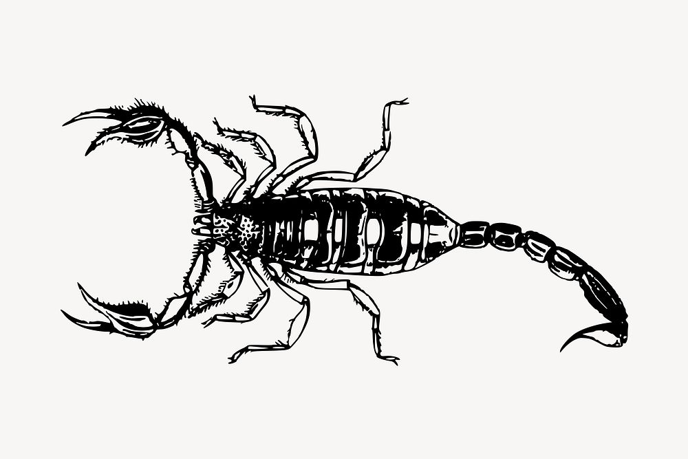 Scorpion clipart, vintage animal illustration vector. Free public domain CC0 image.