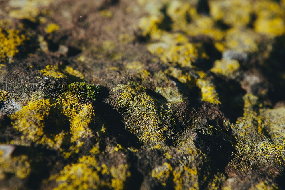 Growing moss, free public domain CC0 photo
