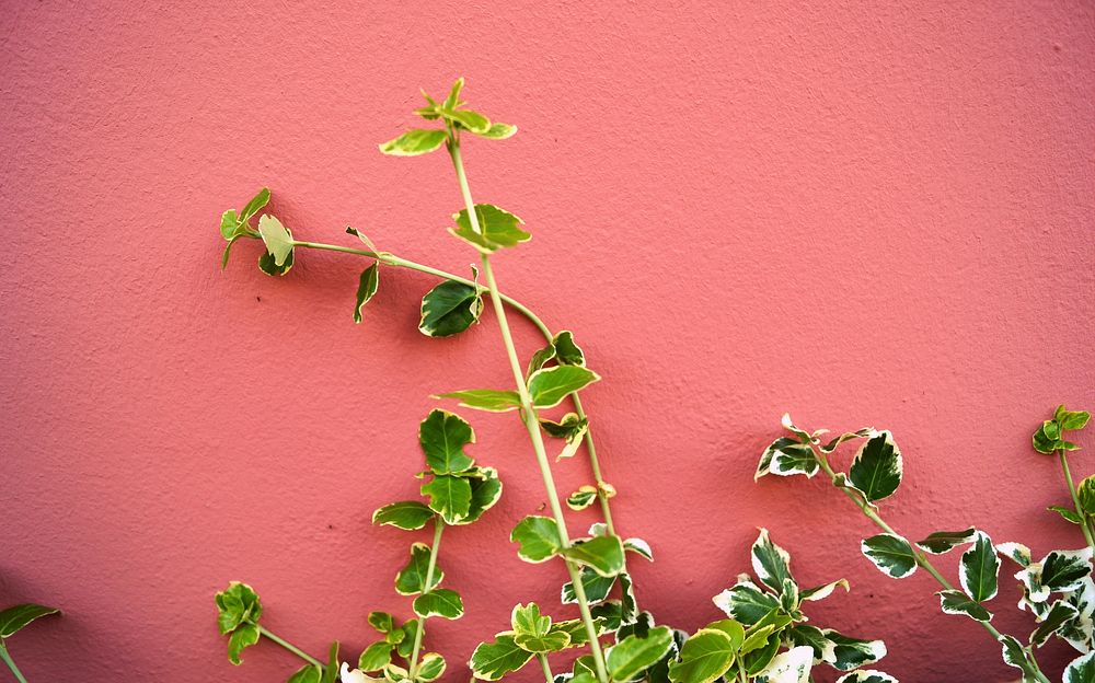 Free leaves from green plant against pink wall photo, public domain fall CC0 image.