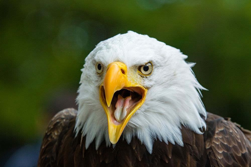 Bald eagle background, free public domain CC0 photo.