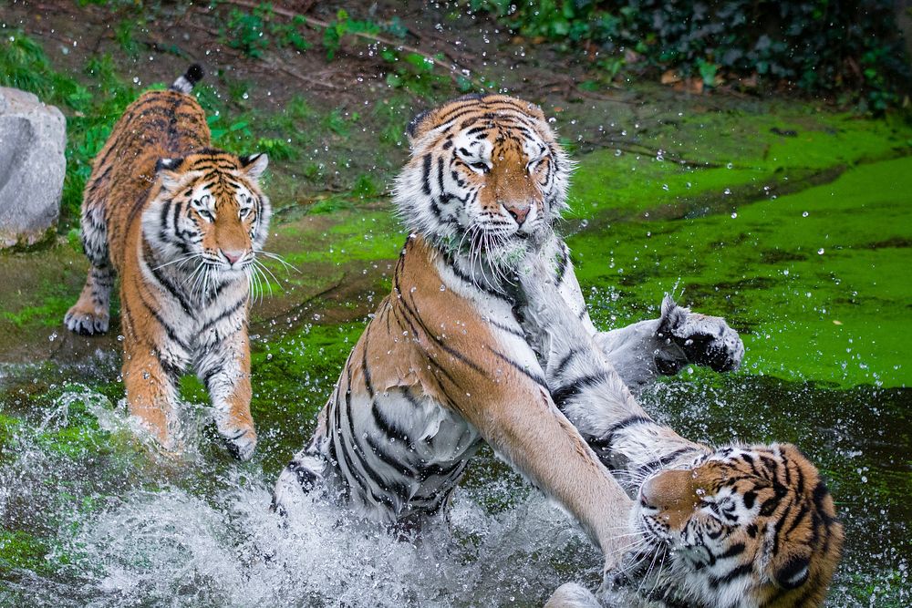 Free Siberian tiger image, public domain wild animal CC0 photo.