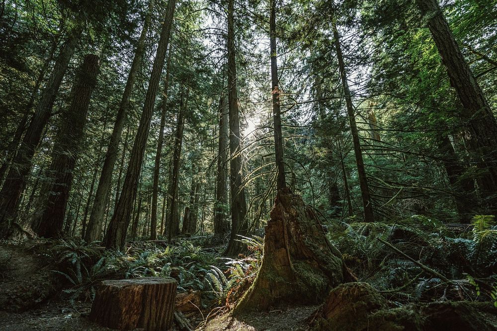 Free towering trees image, public domain nature CC0 photo.