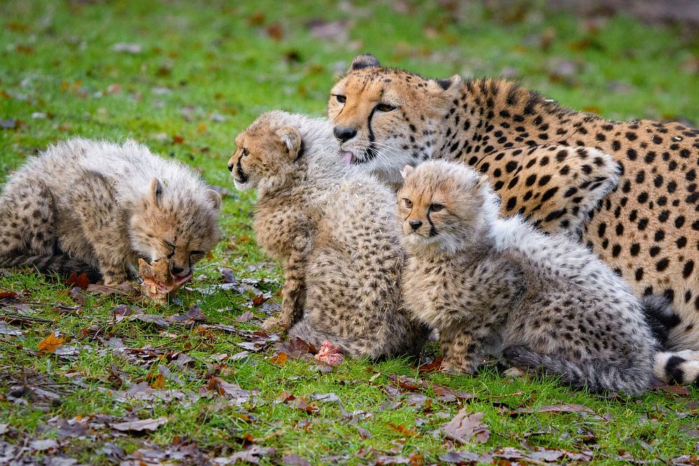 Free cheetah family image, public domain wild animal CC0 photo.